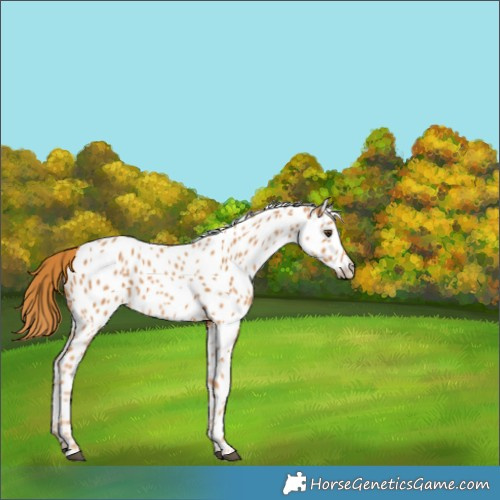 Horse Color:Chestnut Appaloosa 