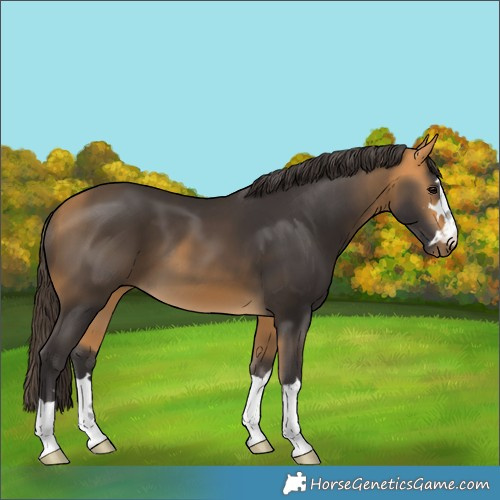 Horse Color:Buckskin