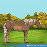 Horse Color:Chocolate Palomino