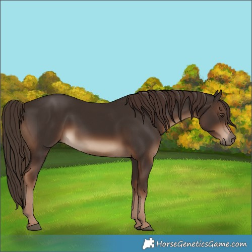 Horse Color:White Spotted Liver Chestnut 