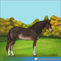 Horse Color:White Spotted Liver Chestnut