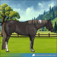 Horse Color:Liver Chestnut Tobiano 