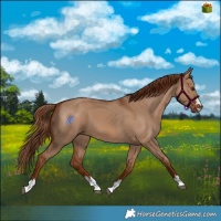 Horse Color:Red Dun 