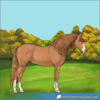 Horse Color:Chestnut 
