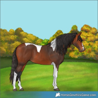 Horse Color:Bay Tobiano 