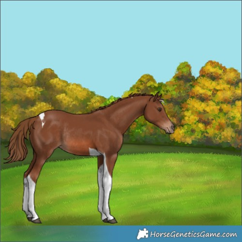 Horse Color:Chestnut Tobiano Rabicano 