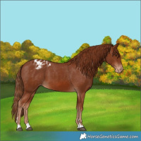 Horse Color:Chestnut Varnish 