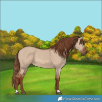Horse Color:Red Dun 