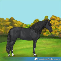 Horse Color:Black 