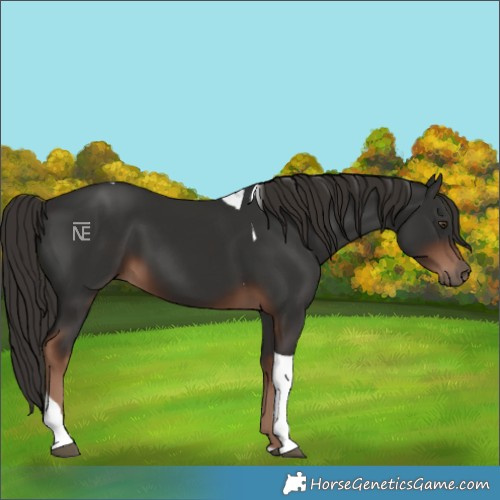 Horse Color:Liver Chestnut Tobiano 