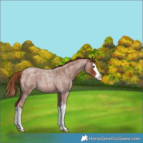 Horse Color:Red Roan Splash 