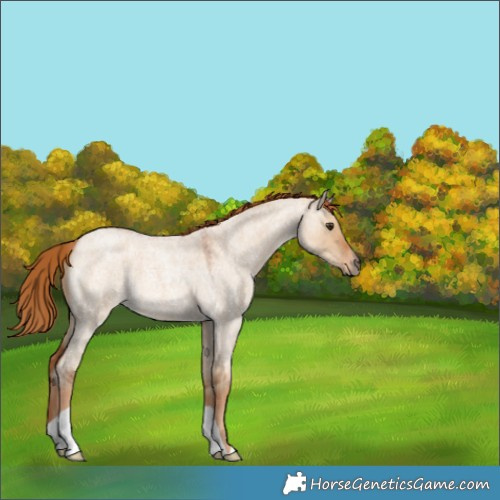 Horse Color:Red Dun Roan 