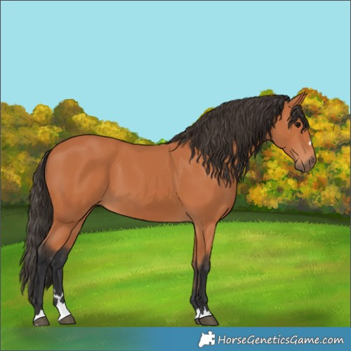 Horse Color:Bay 