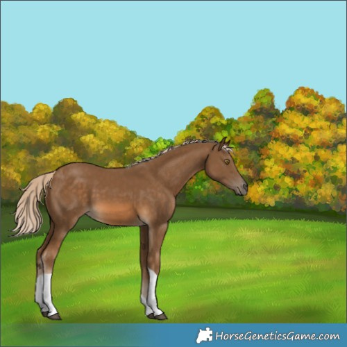 Horse Color:Chocolate Palomino Tobiano 