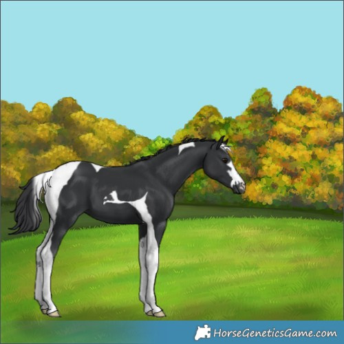 Horse Color:Black Tobiano 