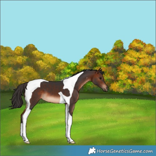 Horse Color:Brown Tobiano 