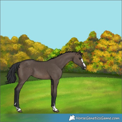 Horse Color:Brown Dun 