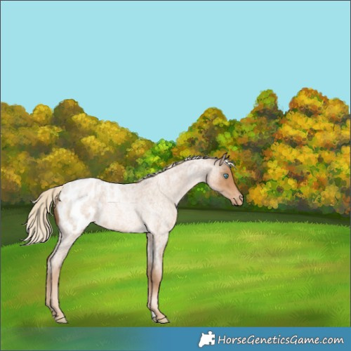 Horse Color:Chocolate Palomino Roan Pearl Blanket 
