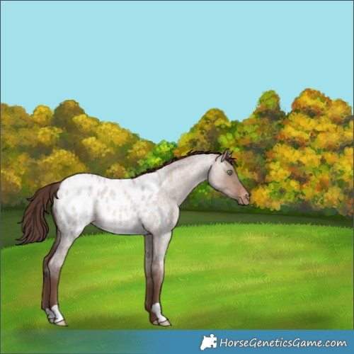 Horse Color:Sable Champagne Roan Dun Blanket 