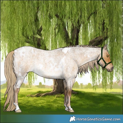 Horse Color:White Spotted Chocolate Palomino Roan Dun Mushroom Rabicano 