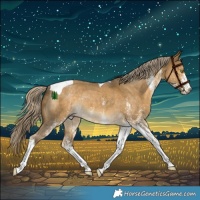 Horse Color:White Spotted Chocolate Palomino Dun Mushroom Tobiano Rabicano