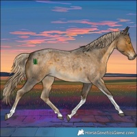 Horse Color:Chocolate Palomino Roan Mushroom Tobiano 