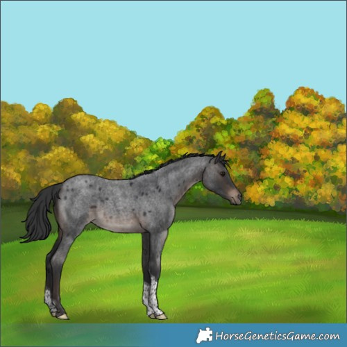 Horse Color:Brown Roan Tobiano 