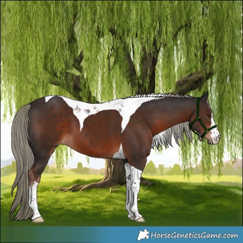 Horse Color:White Spotted Liver Chestnut Mushroom Tobiano 