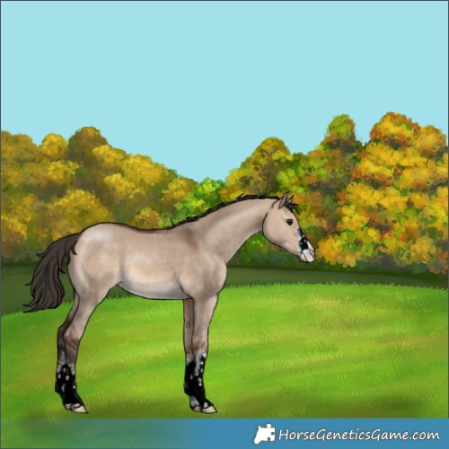 Horse Color:White Spotted Bay Dun 
