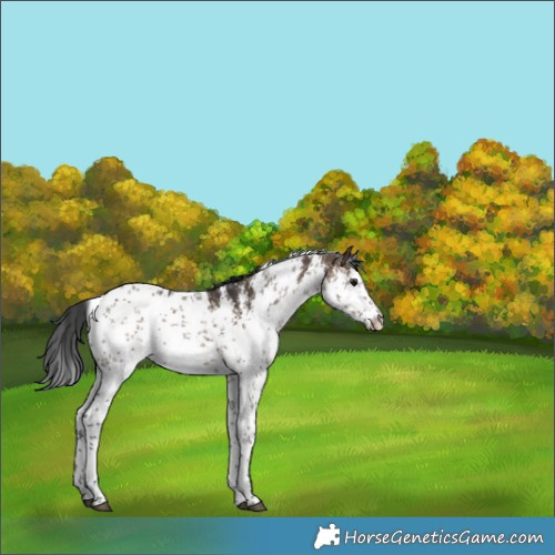Horse Color:White Spotted Brown Dun Sabino 