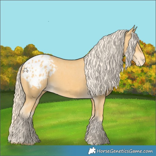 Horse Color:Palomino Appaloosa 