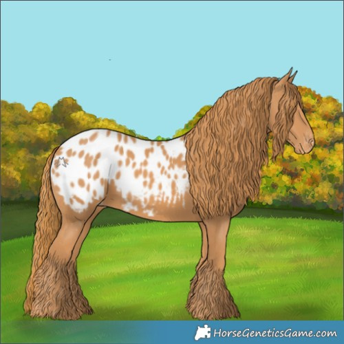 Horse Color:Chestnut Appaloosa