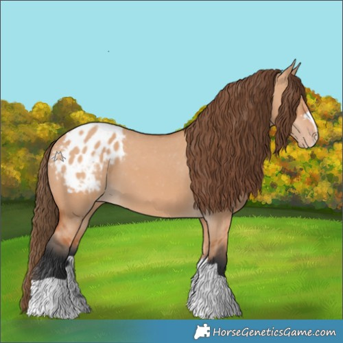 Horse Color:Bay Dun Appaloosa 