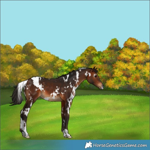 Horse Color:Gray White Spotted Bay 