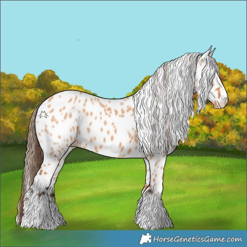 Horse Color:Bay Dun Appaloosa