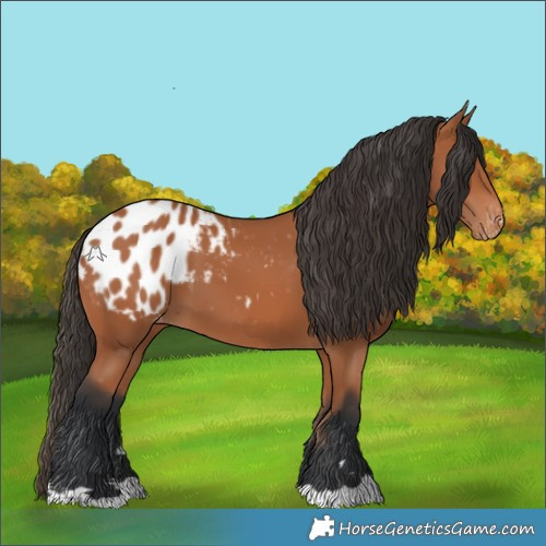 Horse Color:Bay Appaloosa