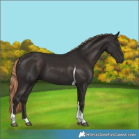 Horse Color:Liver Chestnut Tobiano