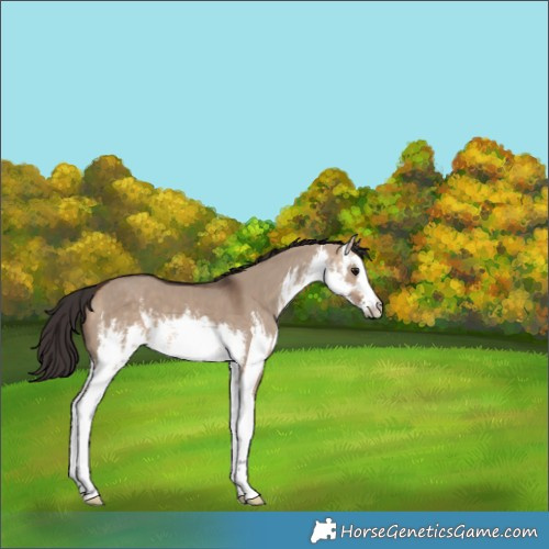 Horse Color:White Spotted Bay Dun 