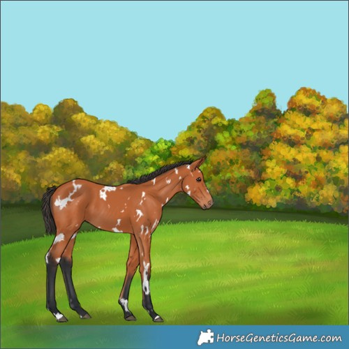 Horse Color:White Spotted Bay 