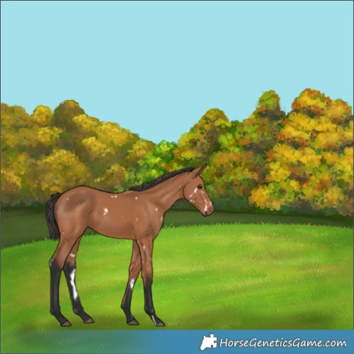 Horse Color:White Spotted Bay 