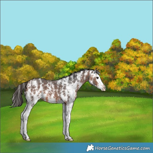 Horse Color:Bay Sabino Splash 