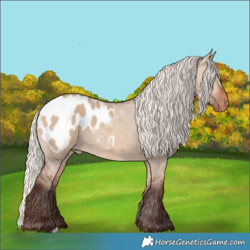 Horse Color:Silver Brown Dun Appaloosa 
