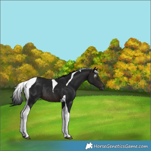 Horse Color:Gray Brown Tobiano Rabicano 