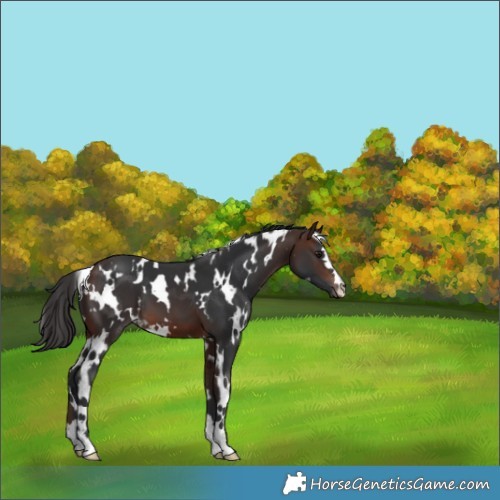 Horse Color:White Spotted Brown 