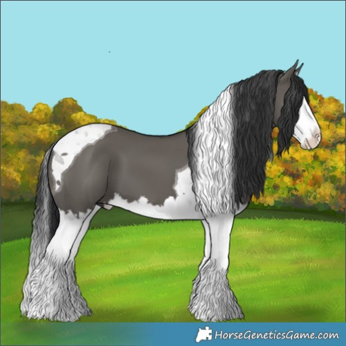 Horse Color:Grullo Splash Tobiano