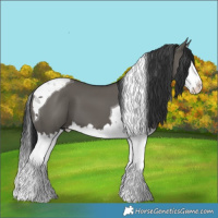 Horse Color:Grullo Splash Tobiano 