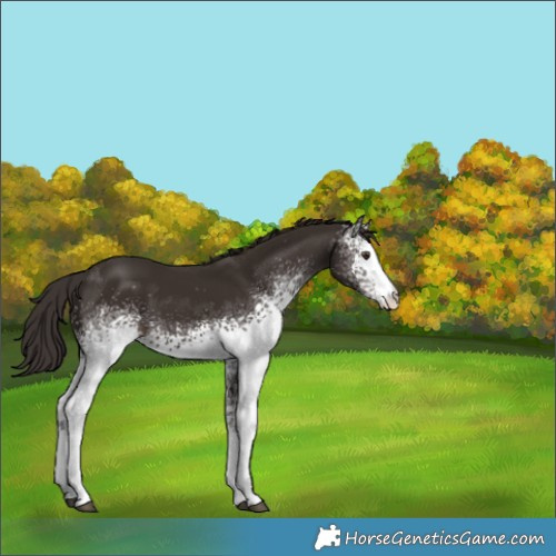 Horse Color:White Spotted Liver Chestnut 
