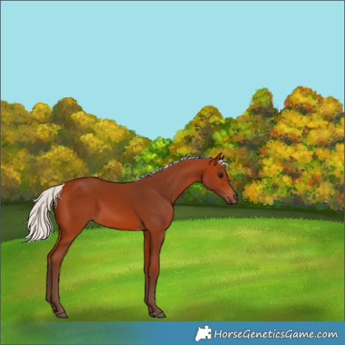 Horse Color:Silver Bay 