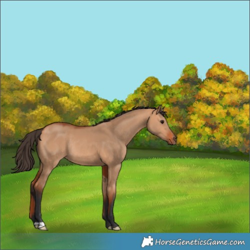 Horse Color:Bay Dun Rabicano 