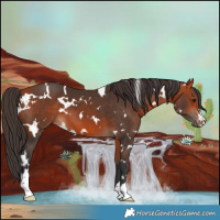 Horse Color:White Spotted Bay